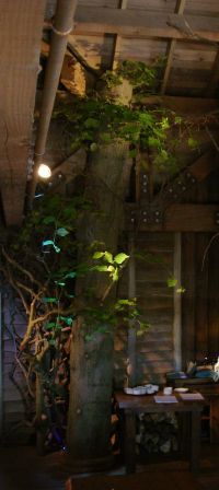 Trees inside treehouse